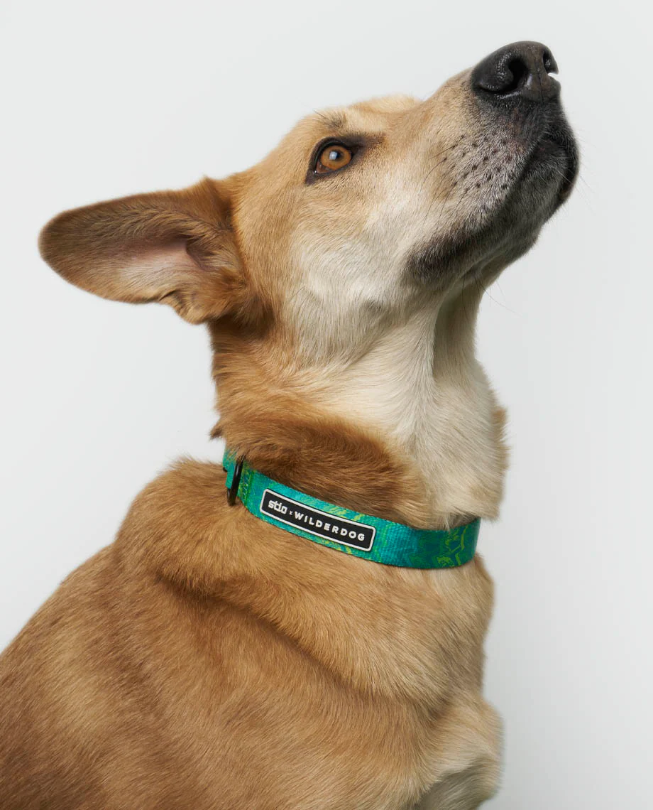 Stio x Wilderdog Ultralight Printed Collar - Image 3