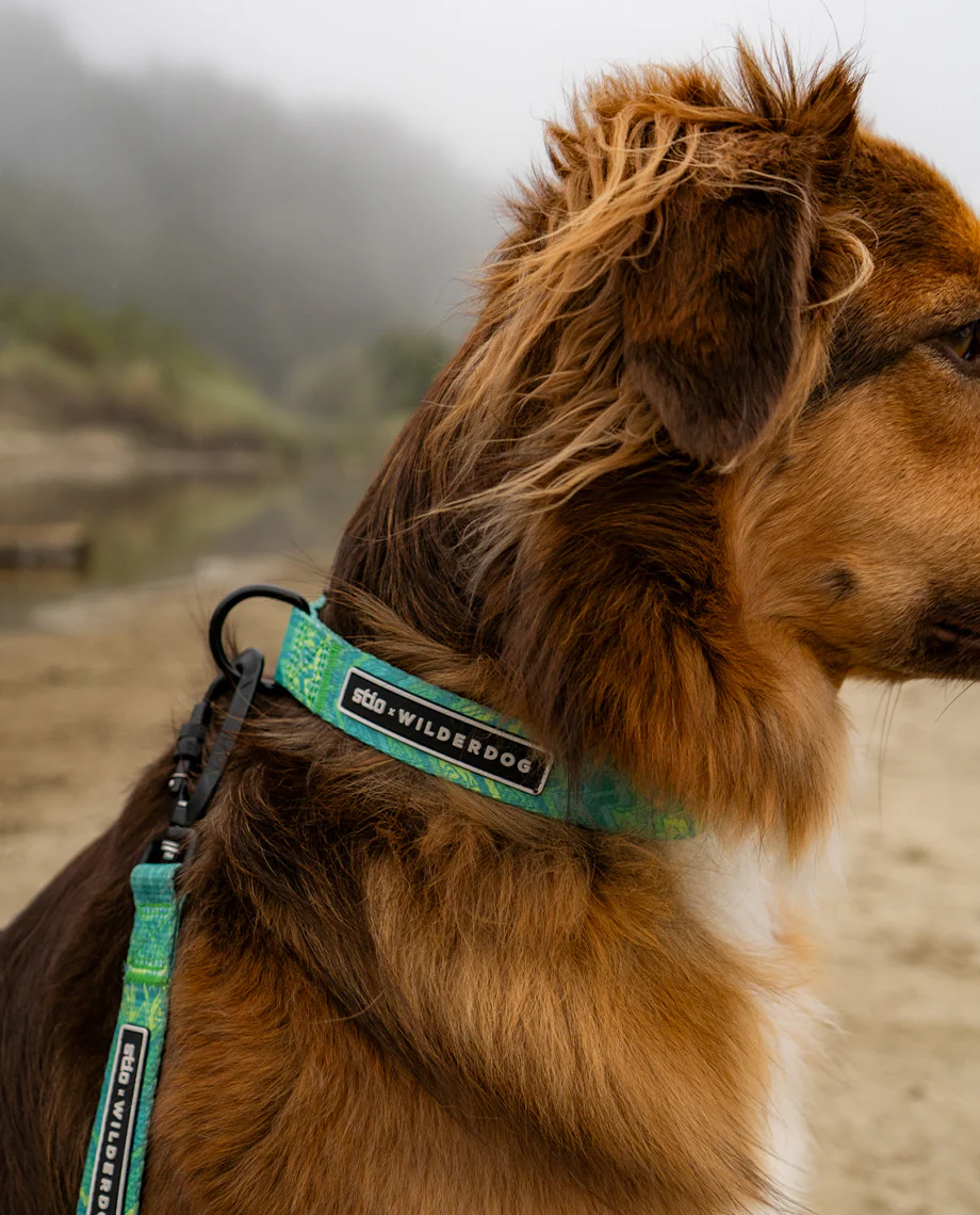 Stio x Wilderdog Ultralight Printed Collar - Image 5